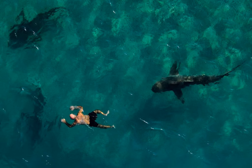 Вчені з відео відтворили напад акул на плавця біля берегів Ізраїлю