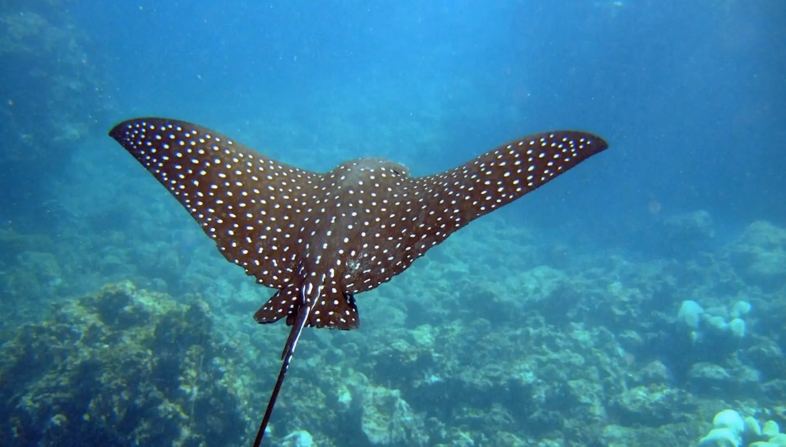 Вчені розповіли, навіщо гігантські скати пірнають на глибину понад тисячу метрів