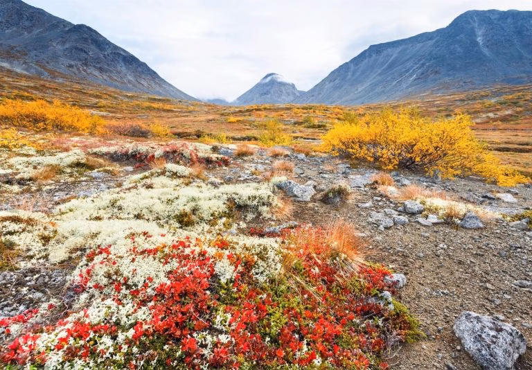 Давні лишайники проклали шлях до перших лісів Землі