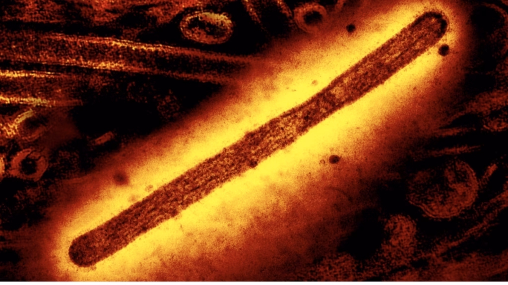 У США зареєстровано першу у світі смерть від штаму пташиного грипу H5N5