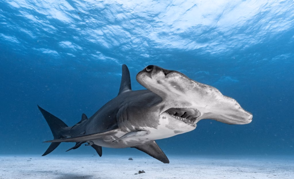 Вчені виявили генетичні відбитки зниклих акул-молотів у морській воді