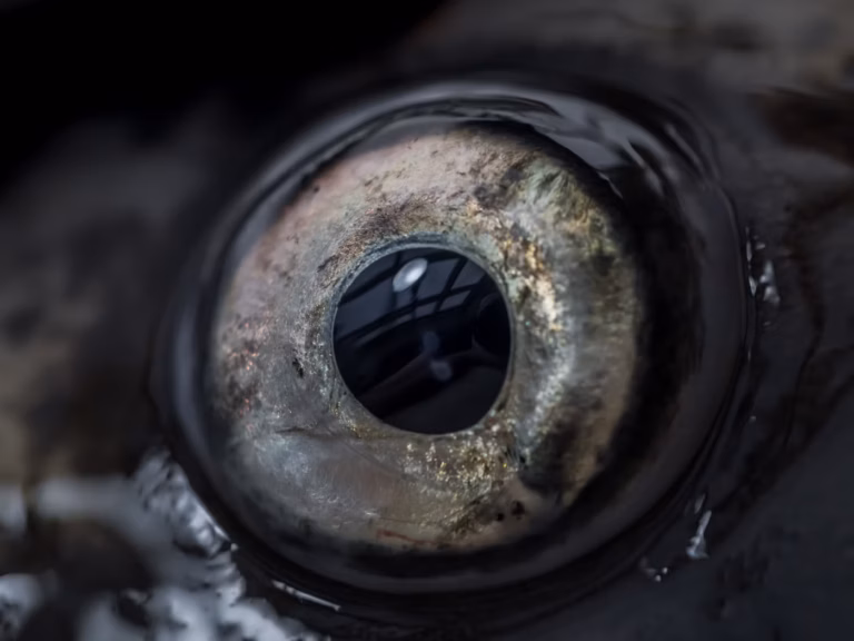 Вчені відкрили істоту з 24 очима та круговим зором