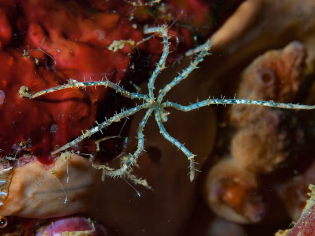 Вчені відкрили сотні невідомих видів на океанському дні, але людська діяльність їм загрожує