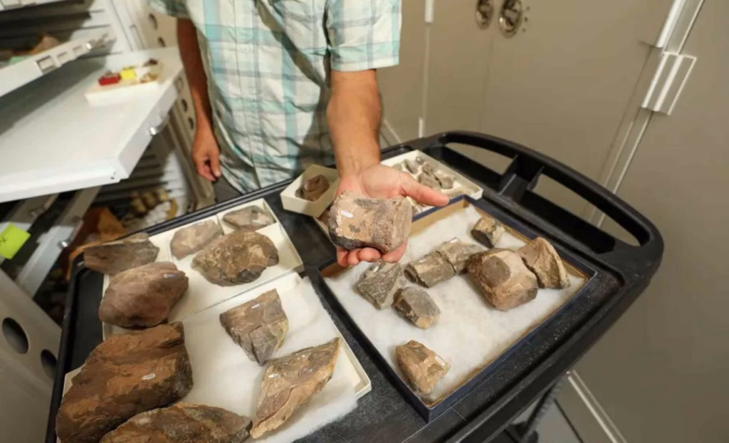 Рідкісна скам’янілість переписує історію ранніх динозаврів на південному заході