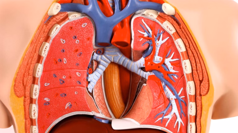 Вчені виростили штучні легені на чіпі