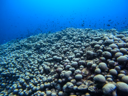 Біля узбережжя Австралії виявлено найбільшу у світі коралову колонію