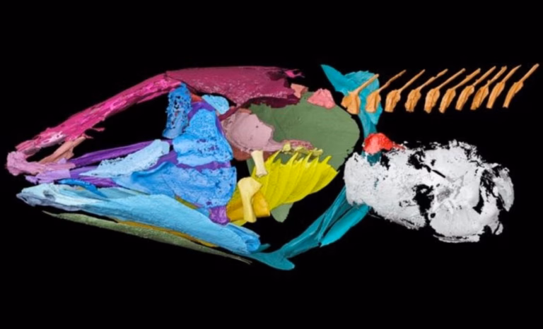 Вчені з’ясували, що стародавні риби могли чути під водою за допомогою легень