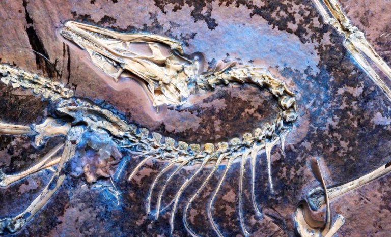 Вчені знайшли викопний організм, який може довести правоту Дарвіна