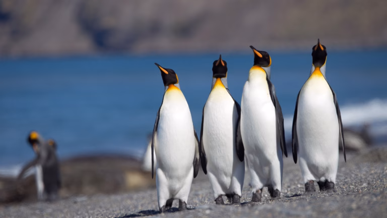 Королівські пінгвіни адаптуються до потепління в Антарктиці