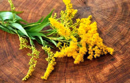 Зміна клімату може дати інвазивним рослинам нову потужну перевагу